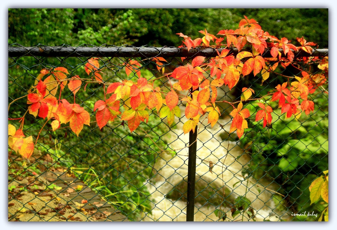 TELE SARILAN GÜZELLİK