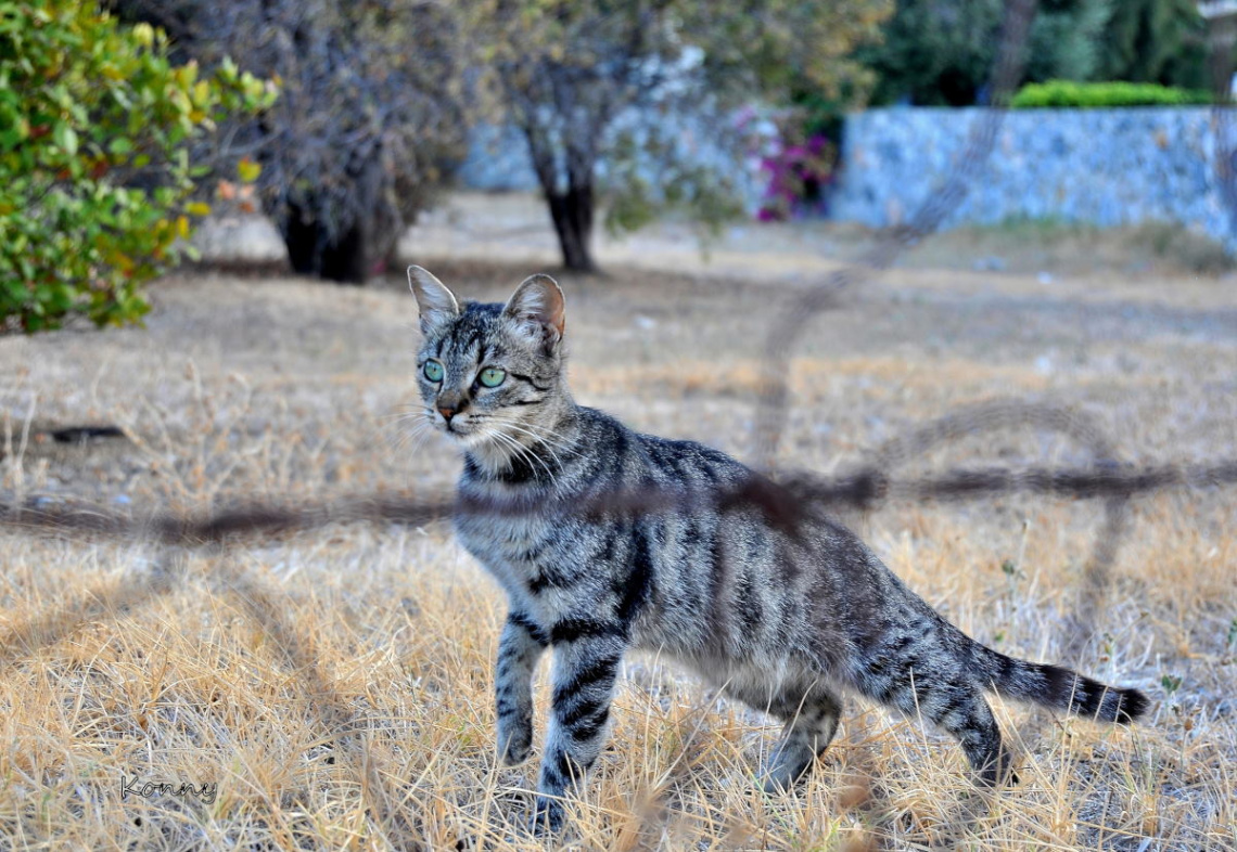 on the prowl