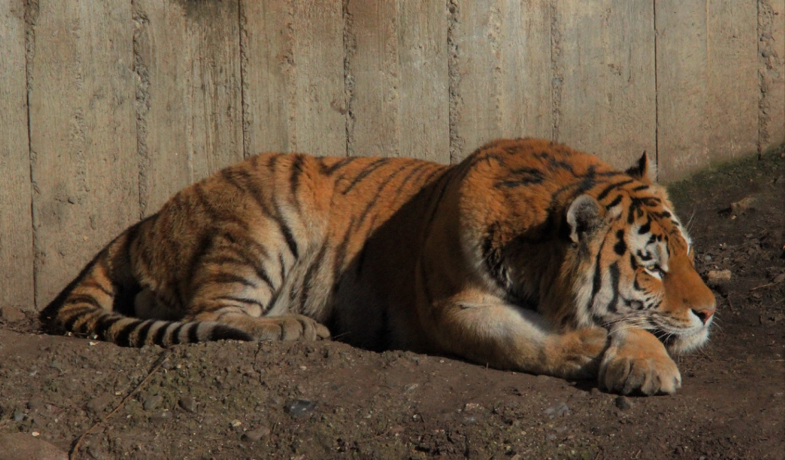 Amur Tiger