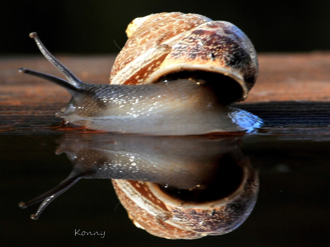 news of the snail  