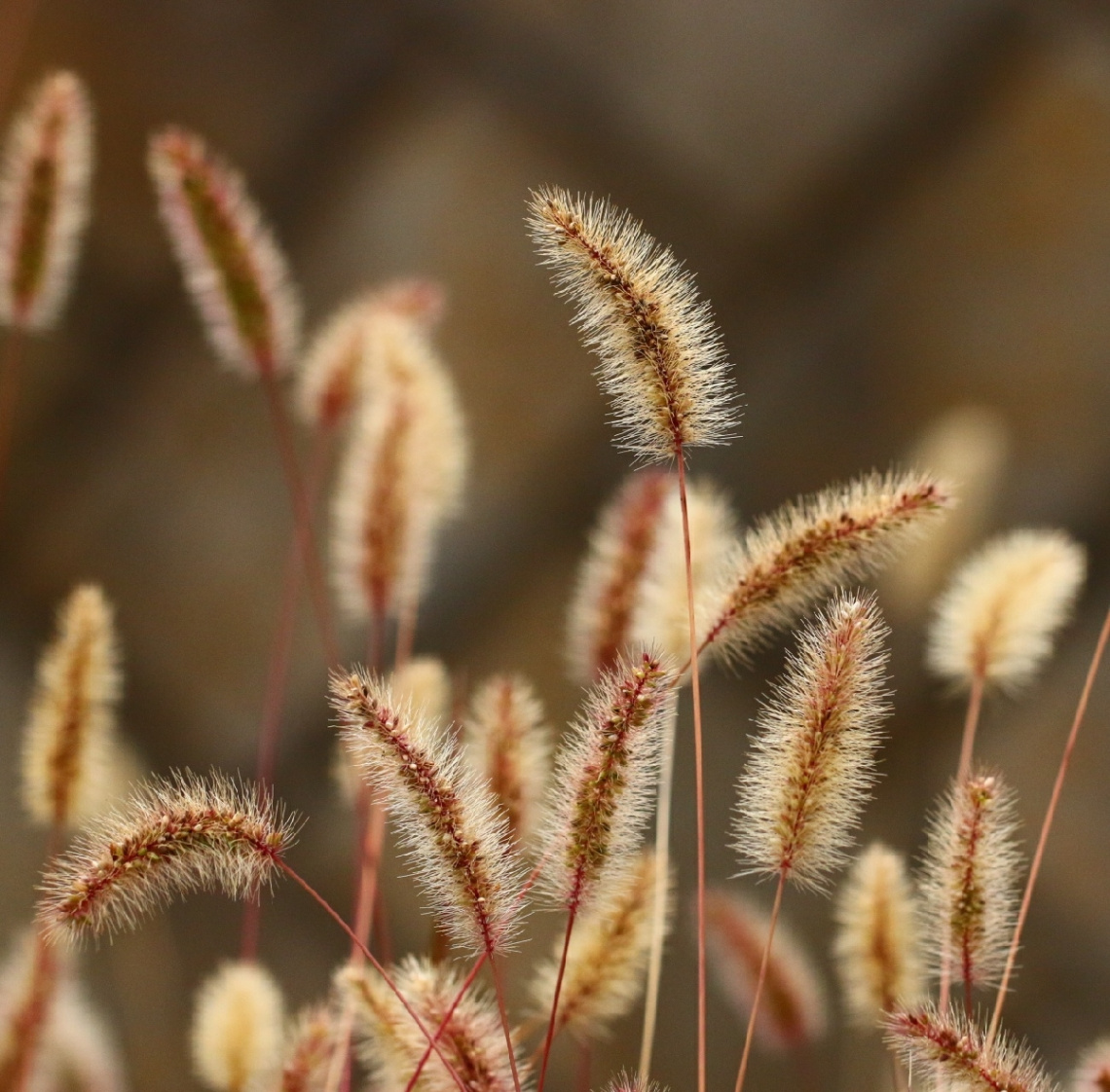 Foxtails