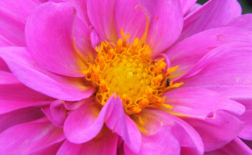 Yellow in the middle