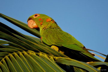 White-eyed Parakeet