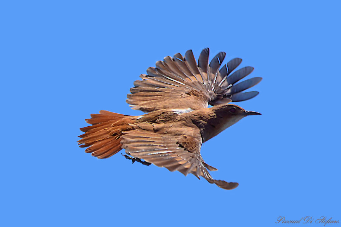 Fly with me