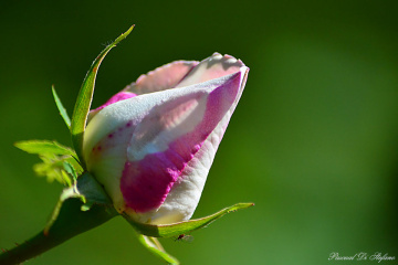 Soft rose