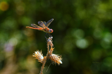 KIRMIZI...............