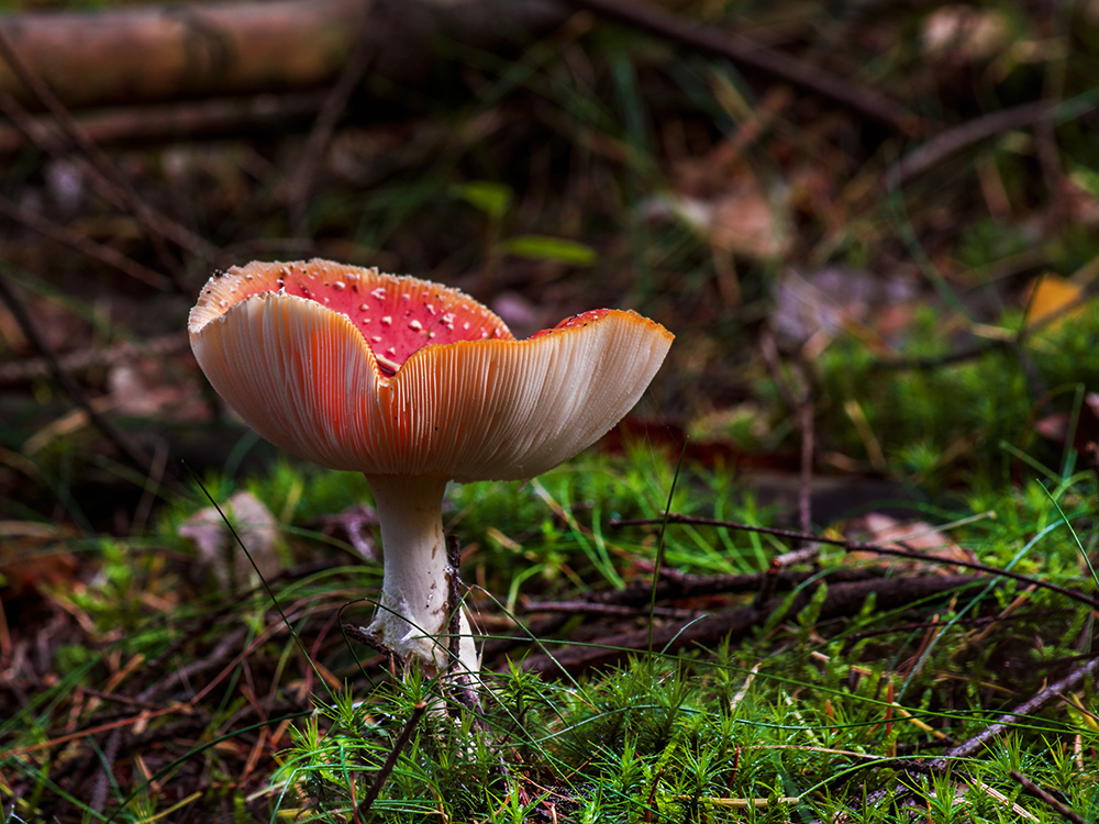 Fly Agaric