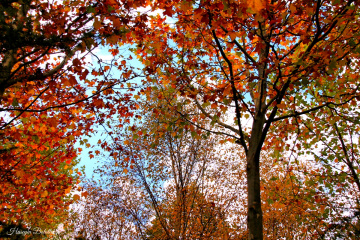 Sonbahar Güzelliği