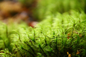 The world of moss