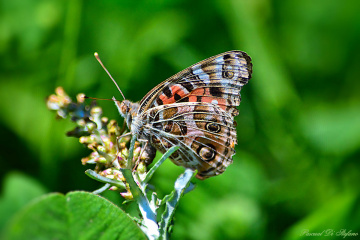 Little butterfly III