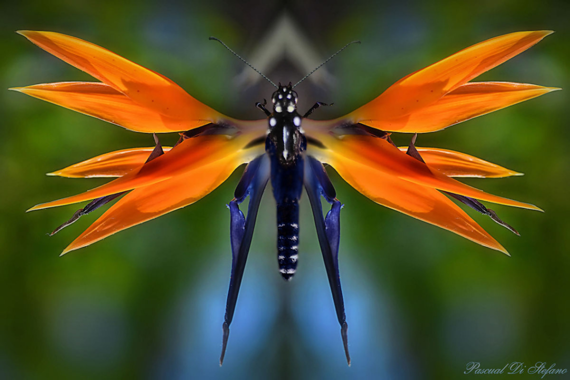 Crazy nature