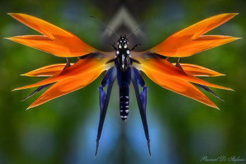 Crazy nature