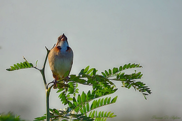Singing