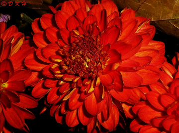 Blüte
