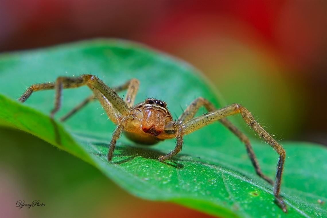 Spider #2