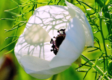 wild anemon 