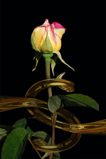rose