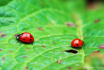 HERKES KENDİ YOLUNA