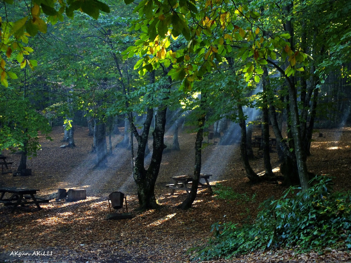 GOLDAĞI