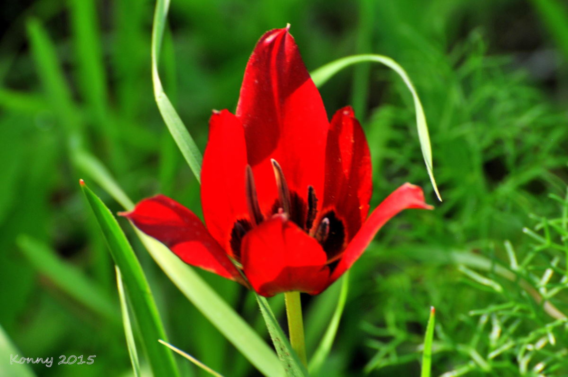 wild tulip 