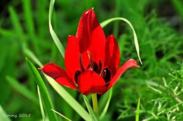 wild tulip 
