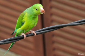 Parakeet in the city