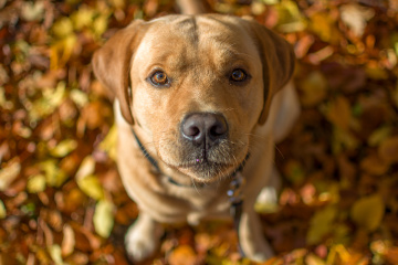 Autumn Colors ;)