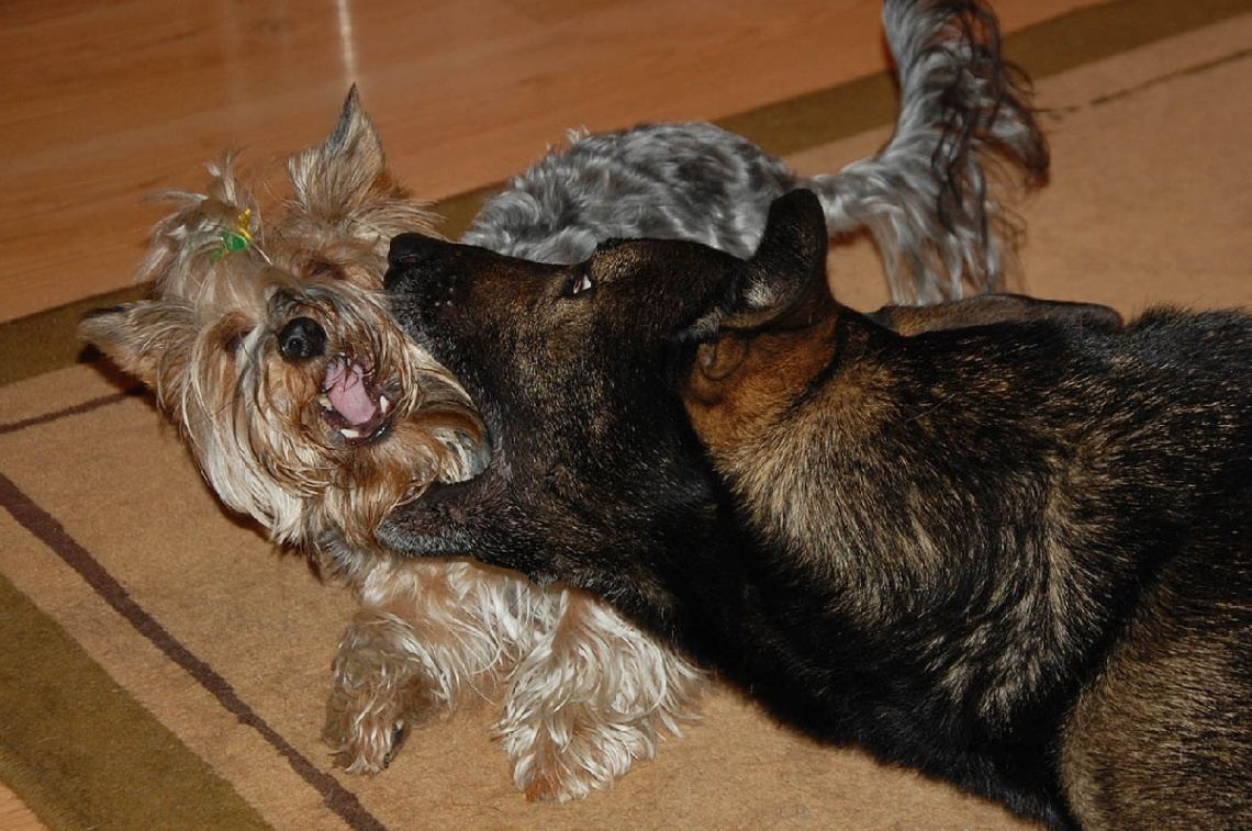 Dog conversation