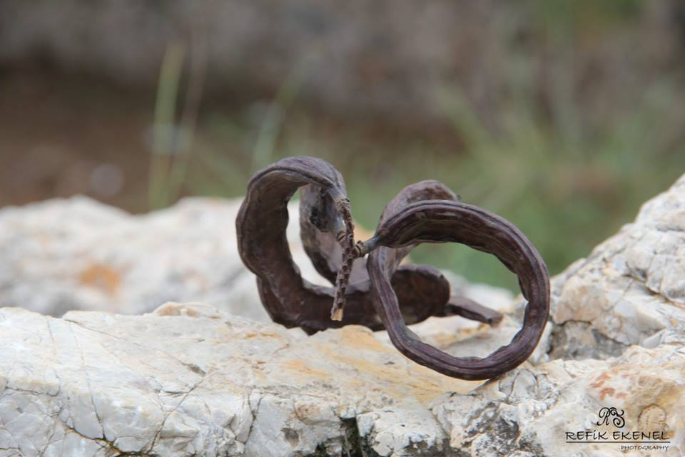 Keçi Boynuzu