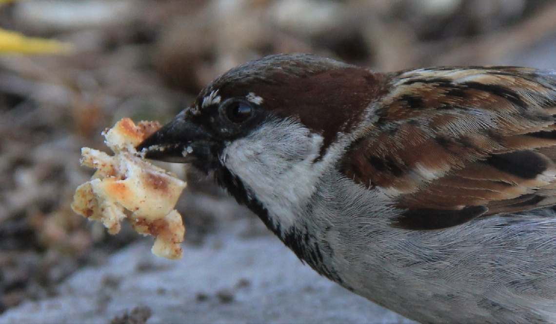 Hungry Sparrow