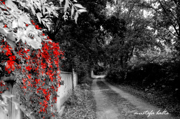 Belyazının sonbaharı 