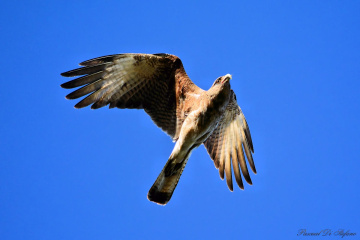 Fly with me II