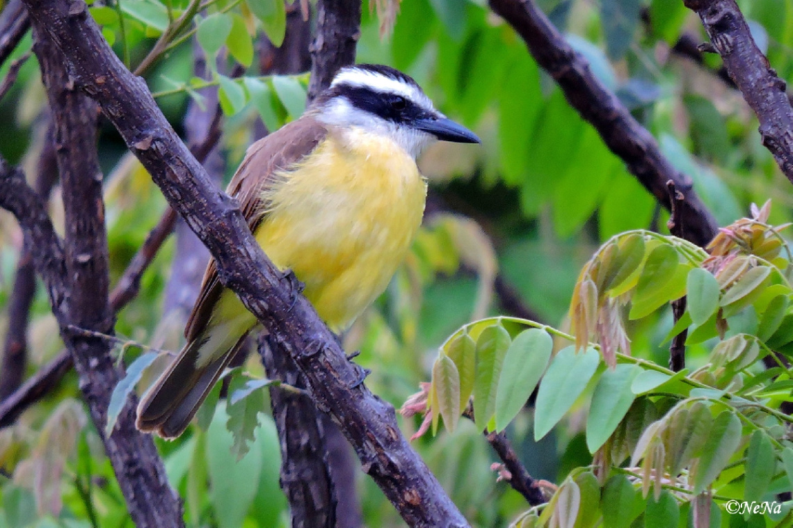 Pitangus sulphuratus