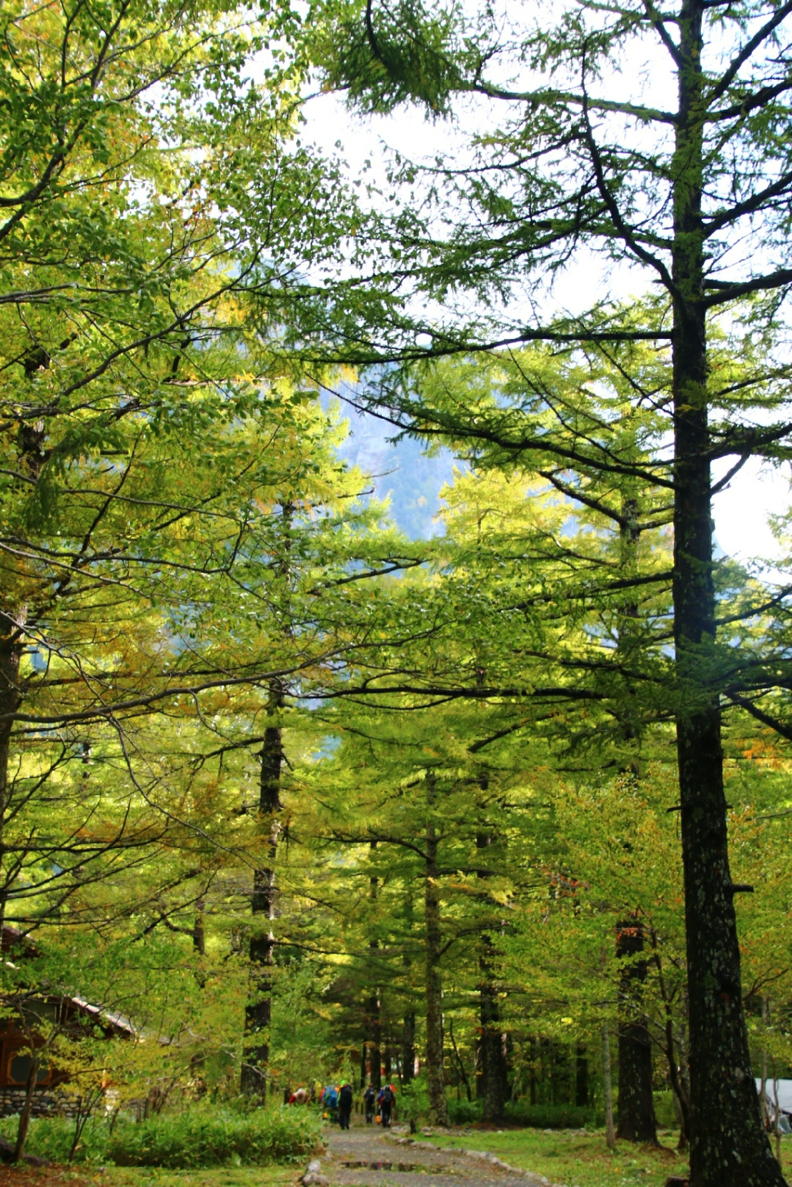 Trees