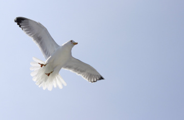 seagull