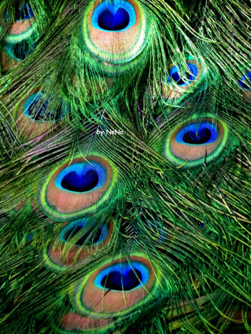 Peacock feathers