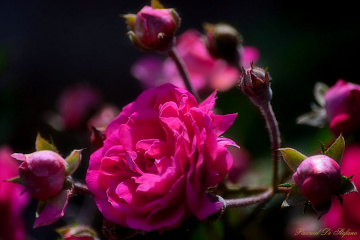 Only a rose for you