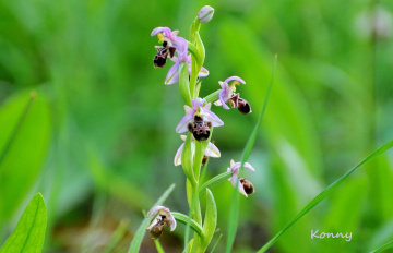 wild orchids