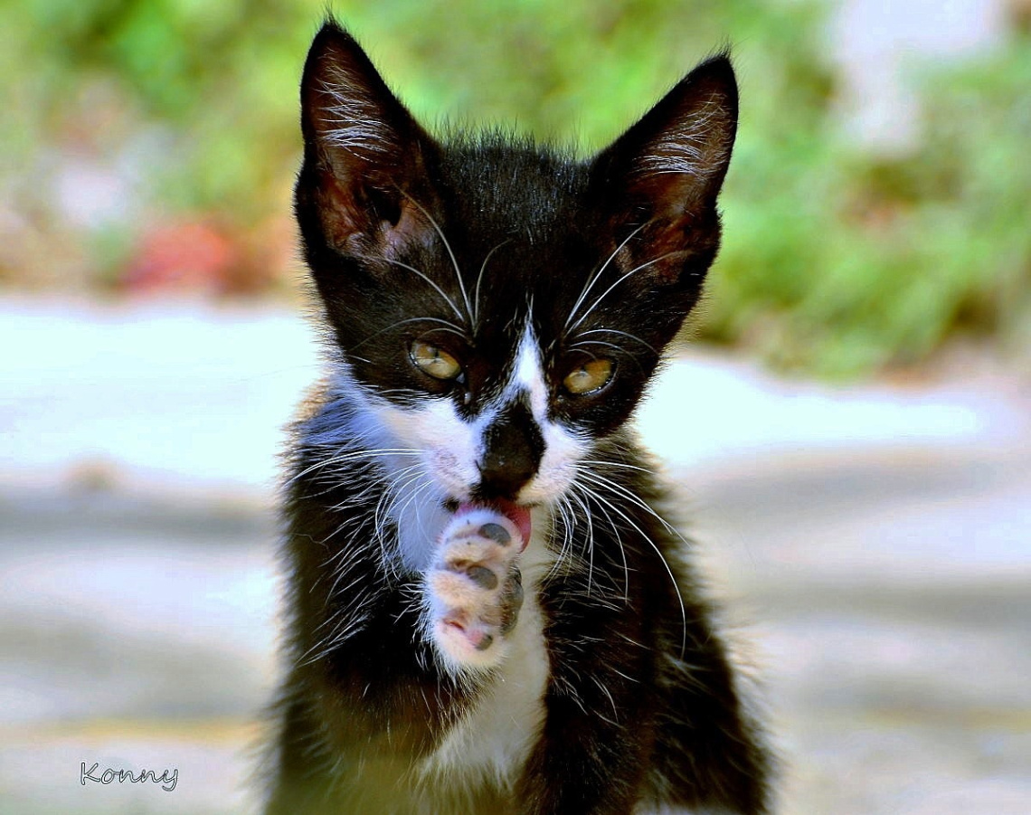 Cats wash .. :))))