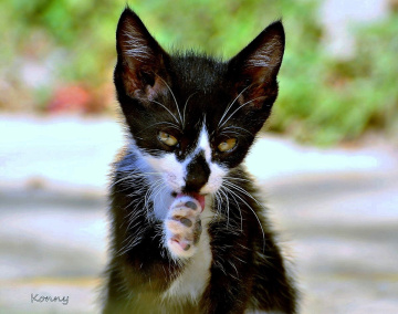 Cats wash .. :))))