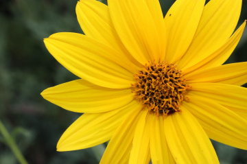 yellow flower