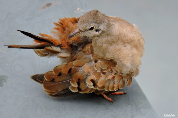 Zenaida auriculata