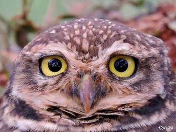 Eye's Owl