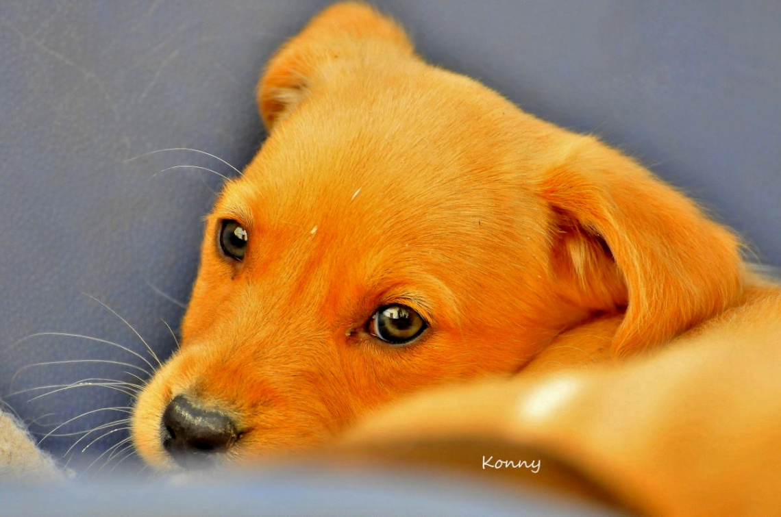 behaved  puppy .. :)) 