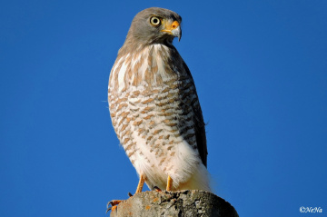 Rupornis magnirostris
