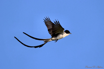 Fly with me III