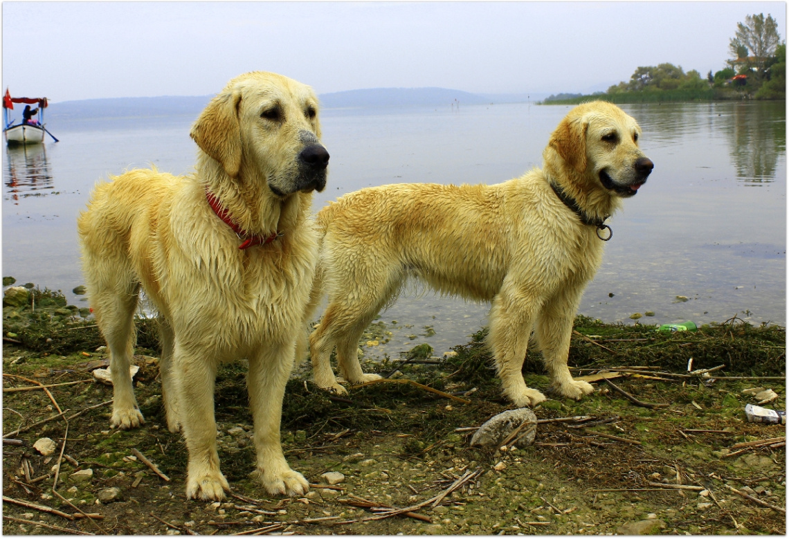 golden retriever