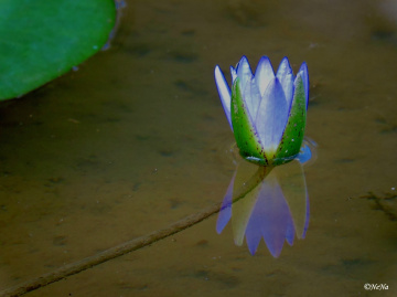 Nymphaea caerulea