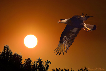 Sunset under my wings