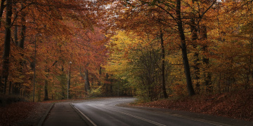 In the autumn forest